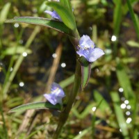 Cyanotis axillaris (L.) D.Don ex Sweet